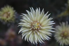 Phylica pubescens pubescens