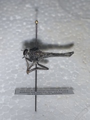 Nevadasilus blantoni