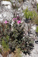 Indigofera langebergensis
