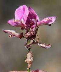 Indigofera langebergensis
