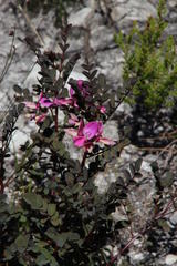 Indigofera langebergensis