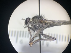 Nevadasilus blantoni