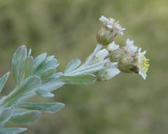 Gnaphalium declinatum