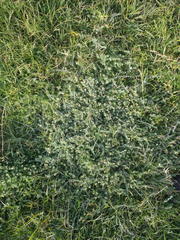 Gnaphalium declinatum