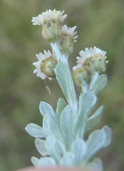Gnaphalium declinatum