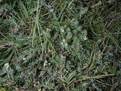 Gnaphalium declinatum