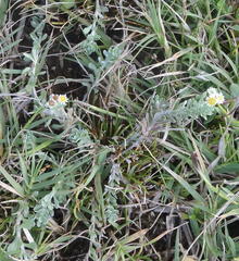 Gnaphalium declinatum