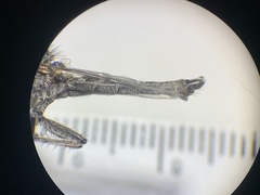 Nevadasilus blantoni