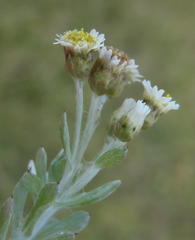 Gnaphalium declinatum