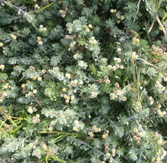 Gnaphalium declinatum