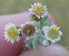 Gnaphalium declinatum