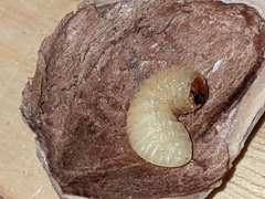 Coleoptera