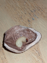 Coleoptera