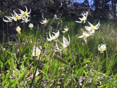 Erythronium multiscapideum