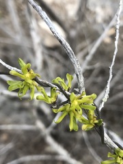 Matelea sagittifolia