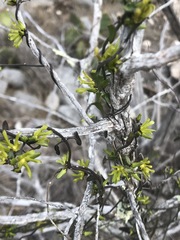 Matelea sagittifolia