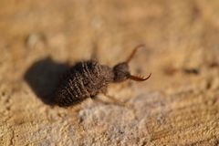 Myrmeleon formicarius