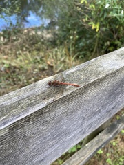 Sympetrum striolatum