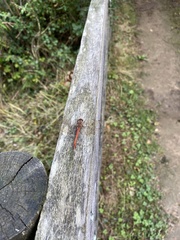 Sympetrum striolatum