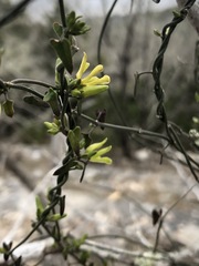 Matelea sagittifolia