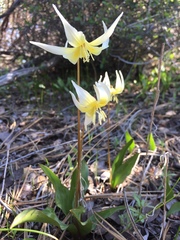 Erythronium multiscapideum