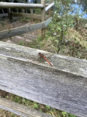 Sympetrum striolatum