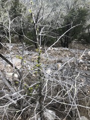 Matelea sagittifolia