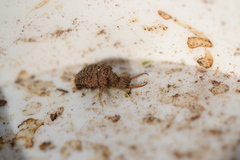 Myrmeleon formicarius