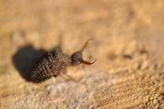 Myrmeleon formicarius