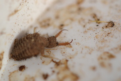 Myrmeleon formicarius