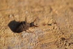 Myrmeleon formicarius