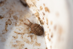 Myrmeleon formicarius