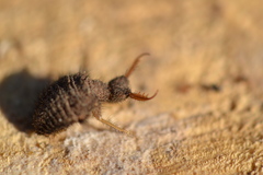 Myrmeleon formicarius