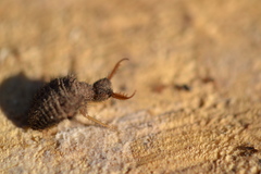 Myrmeleon formicarius