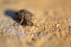 Myrmeleon formicarius