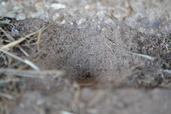 Myrmeleon formicarius