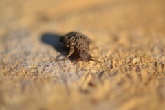 Myrmeleon formicarius