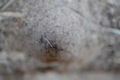 Myrmeleon formicarius