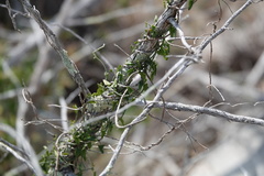 Matelea sagittifolia