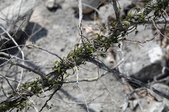 Matelea sagittifolia