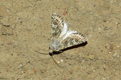 Saragossa siccanorum