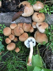 Lacrymaria lacrymabunda