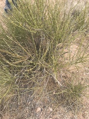 Ephedra fasciculata