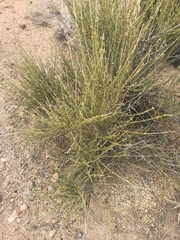Ephedra fasciculata