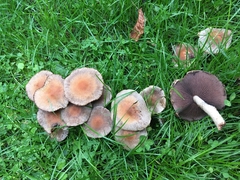 Lacrymaria lacrymabunda