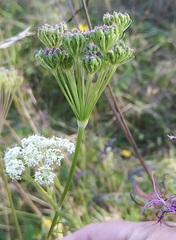 Seseli annuum