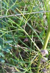 Seseli annuum
