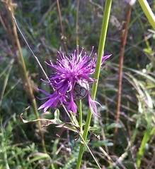 Centaurea scabiosa scabiosa