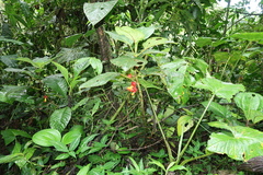 Glossoloma tetragonoides