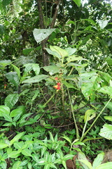 Glossoloma tetragonoides